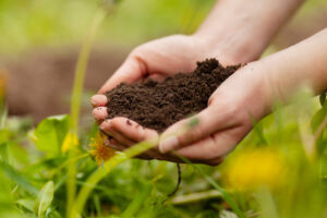 Read more about the article What is Good Garden Soil?