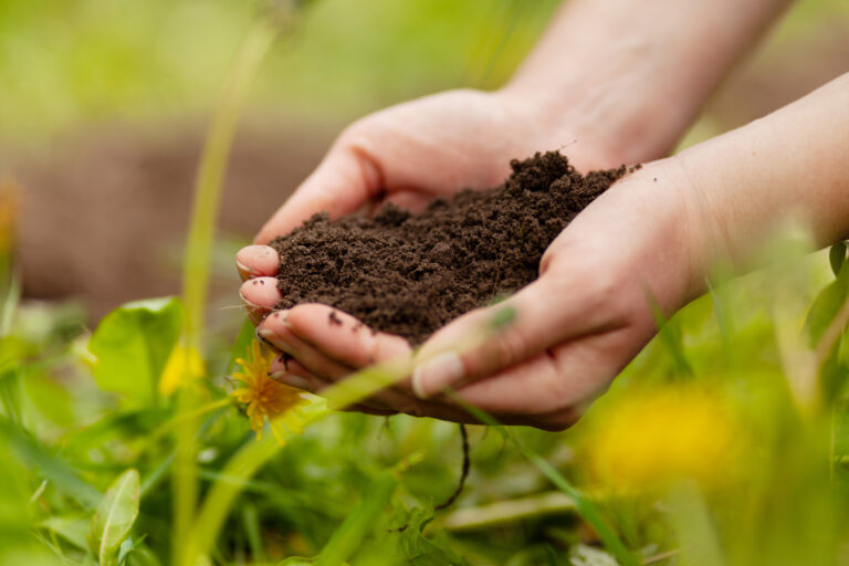 Handful of fertile organic soil