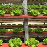 “Case Studies in Urban Agriculture”