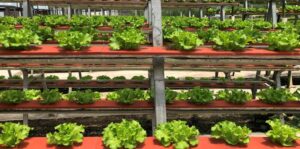 Read more about the article “Case Studies in Urban Agriculture”